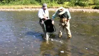 Pine's School House Riffle gets Brown Trout from Slate Run Tackle & Brown Trout Club...