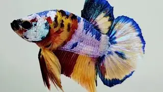 Candy Galaxy Koi Betta Fish GK-0780 | Male Betta Fish | Betta Fish for Sale