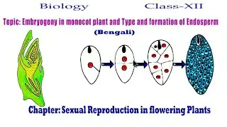 Embryogeny in monocot plant and Type and formation of Endosperm