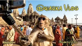 Monkey Vlog - Dwarka  🐒🙏 Shree dwarkadhish Mandir Darshan | Spiritual Journey 🚩 | Ai World