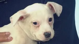 North Shore Animal League America to host mobile adoption event