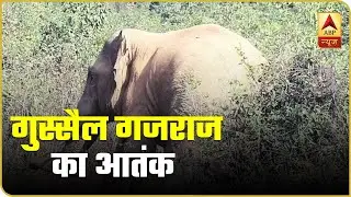 Elephant Causes Havoc In Odisha's Village, Destroys Vegetable Market | ABP News