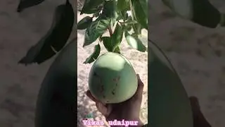 HARVESTING BEL PATRA || BEL FAL || BAEL PATRA || WOOD APPLE #harvesting #belpatra #nature #fruit