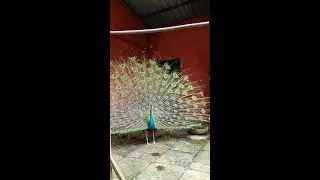 Mor dance |Peacock dance | मोर नृत्य| LIVE shot at Karnala bird sanctuary, Panvel, Navi Mumbai