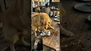 #cute #love #dog #funny #topteddy #comedyfilms #comedy dog farnk video maa to maa hotiha taddy frank