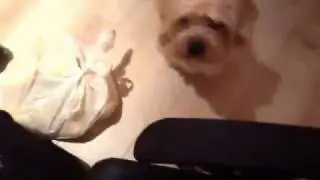Raw vegan dancing