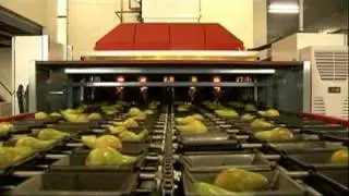 grading and packing pears inscan