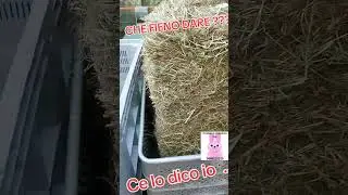 FIENO...QUALE DARE AI CONIGLIETTI,?!! CINCILLA' E ALTRI ERBIVORI STRETTI