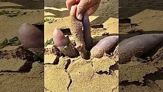 catching seafood #shorts spoonworm, penisfish