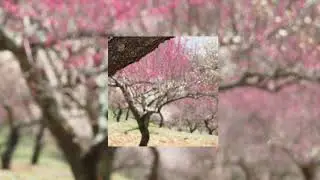 Taquwami - Yasuraka