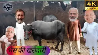 भैस की खुरीदारी || मोदी और योगी आये राहुल की भैस खरीदने || 4K ULTRA HD COMEDY VIDEO