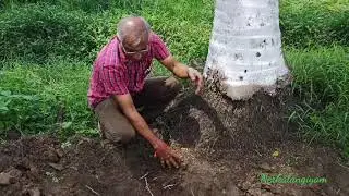 26. KVK - NDM - Demonstration of TNAU Coconut Tonic / தென்னை டானிக் செயல்முறை விளக்கம்