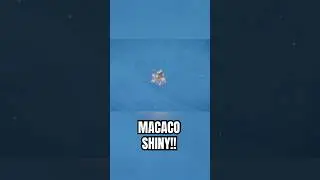 Peguei um Chimchar shiny em Pok&eacute;mon Violet #shorts #pokemon