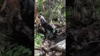 Dry ground lion hunting