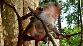 Monkey Sweetpea Shred Coconut Meat