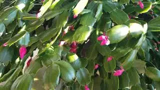 My Huge Thanksgiving Cactus: After Blooming Care & Tips!