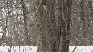 Wisconsin DNR debunks social media claims over 'exploding trees,' discusses 'frost cracking'