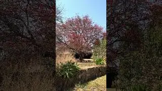 Lucky bean tree with birds