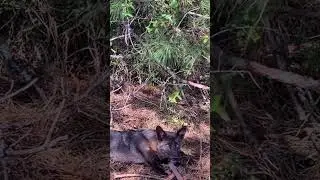 Мы поймали черного койота-меланиста в аэропорту!