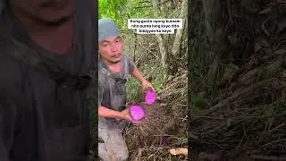 Masarap itong lagain mga idol ube #buhayprobinsya #ube #harvest