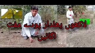 Millions of fruit plants grow for free