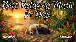 Best Relaxing Music for Dogs 2026 🏆🐶 The #1 Home Alone Aid! 🎶 [9 HOURS - NO ADS]