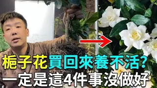栀子花到家後一定要做这4件事！做到了叶片不会发黄，花苞开爆盆！【禅艺绿植工作室】