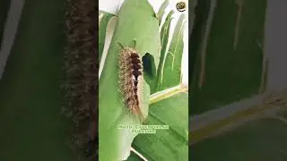 #shorts | Moth Caterpillar Pupating