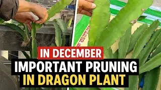 How to care in dragon plant in desember month #gardening 