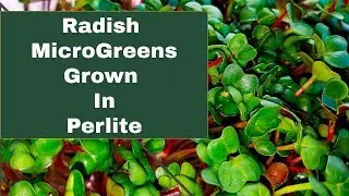 MicroGreens Grown in Perlite