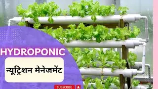 The Ultimate Guide to Hydroponic Spinach Nutrition Management #hydroponic