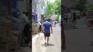 Chennai kolathur pet's market #ytshorts