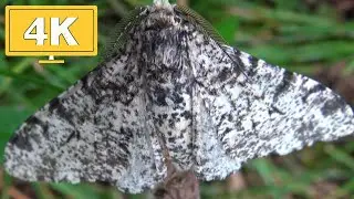 Peppered Moth: Biston betularia (Geometridae) 4K Quality HD No Commentary