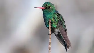 Birding NE Brazil Part 8 (Morro do Pai Inacio - Caetit&eacute;)