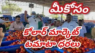 12-04-2025 కోలార్ టమాటా ధరలు/today Kolar tomato market rates #Ramzan special #EidMubarak