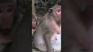 Miss Sweet Pea Funny Monkey #funnyanimals #shorts