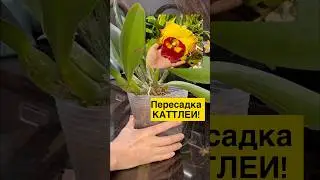 #orchid #орхидеи #данапротасова #cattleya #cattleyaorchids #cattleyas #каттлея #пересадка