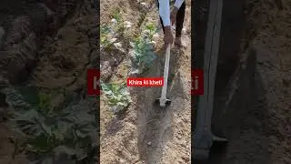Khira ki kheti | cucumber fertilizer schedule