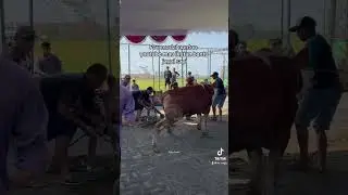 Masih awam🙏😅 #aldyareks #iduladha #qurban #kurban #shorts #fyp