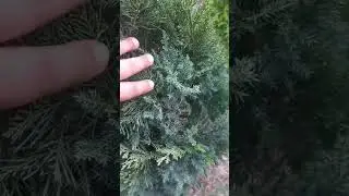 Juniper cypress plant