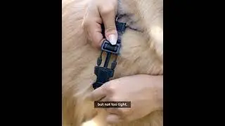 Find the perfect harness for your pup at PetSmart