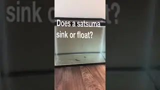 Does a satsuma sink or float? #shorts #sinkorfloat #coolscienceexperiments #stem