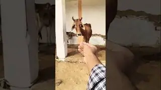 Jay Gau Mata 🫶❤️🙏🚩🫶❤️🙏