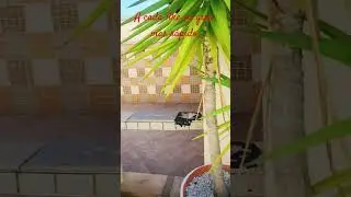 quase cai na piscina kkkk