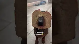 Please subscribe🤣 #dachshund #dog #fyp #fypage #cute #funny #dogofyoutube #viral