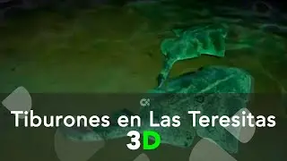 Los Tiburones Angelotes de Las Teresitas | 3D