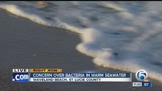 Bacteria prompts concern about swimming in ocean