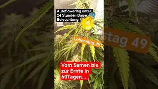 Autoflowering unter 24 Stunden Dauer Beleuchtung 💡Lebenstag 49