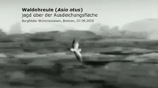 Waldohreule (Asio otus) jagt über der Ausdeichungsfläche (Borgfelder Wümmewiesen /Bremen) 07.09.2025