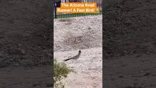The Arizona Road Runner Is a Very Fast Bird At 20 MPH!#birdslover #birds #wildlife #wildbirds